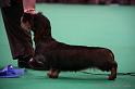 Crufts2011_2 1122